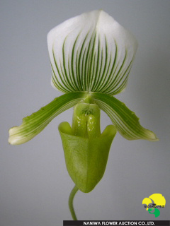 Paphiopedilum Clair de Lune.JPG - Paphiopedilum Clair de Lune